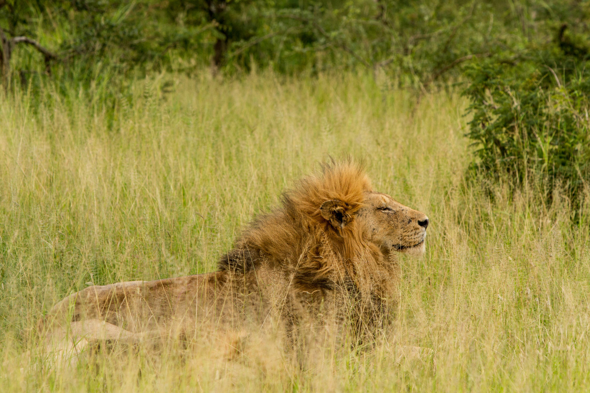 Tintswalo Safari Villa Manyeleti Game Reserve Exterior photo