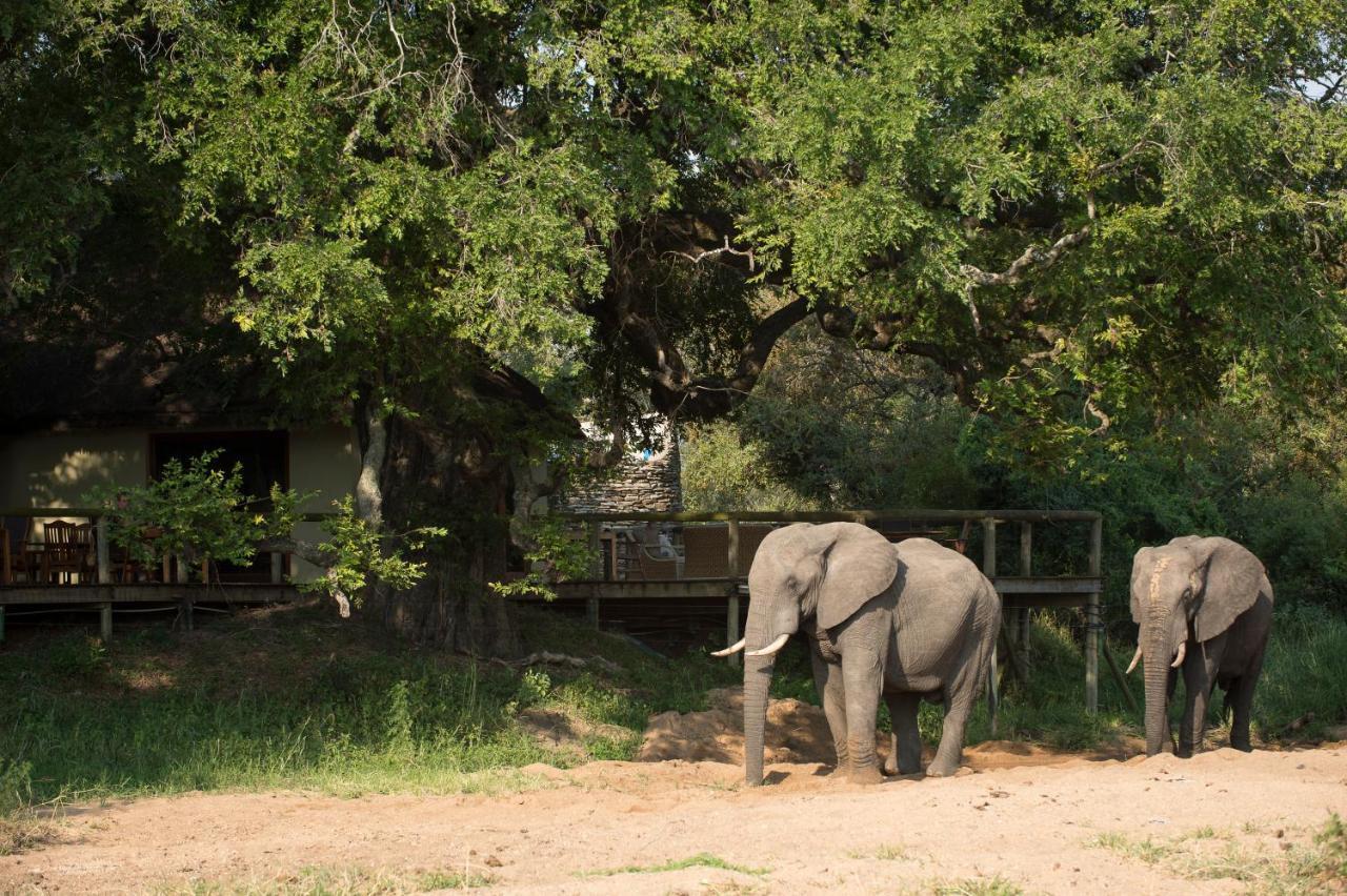 Tintswalo Safari Villa Manyeleti Game Reserve Exterior photo