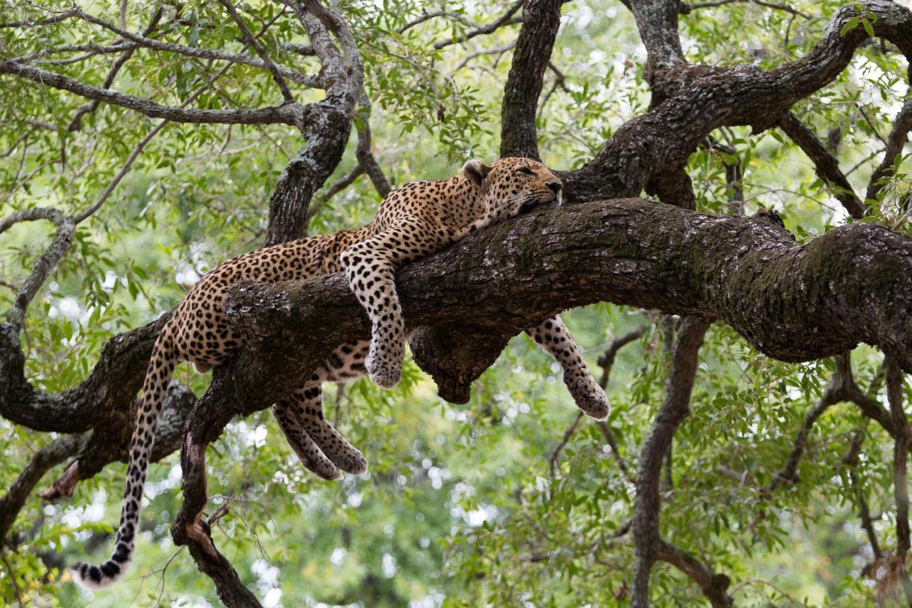 Tintswalo Safari Villa Manyeleti Game Reserve Exterior photo
